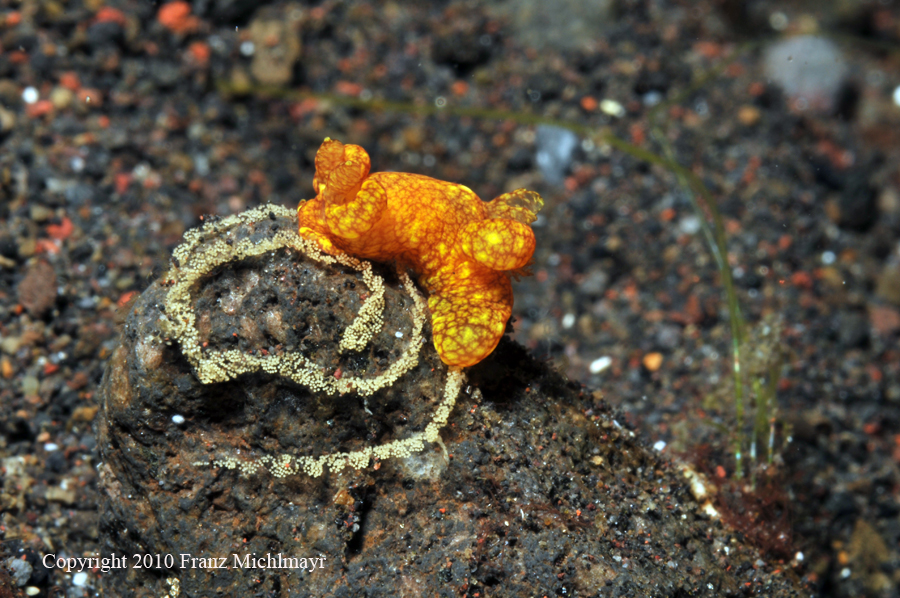 Trapania reticulata